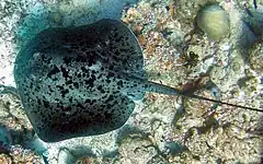 Overhead view of a stingray on reef, showing its nearly circular shape