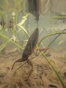 獲物をじっと待つタガメ