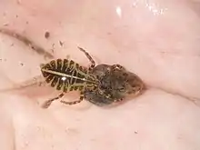 オタマジャクシを捕食するタガメの若齢幼虫(熊本県球磨郡)。手にとっても放さない