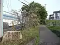 太鼓ヶ根街園（2015年4月）