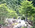 山犬ヶ嶽の五頭の狼