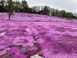 北海道遠軽町の太陽の丘えんがる公園