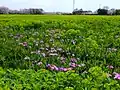 サクラソウに混じって群生するノウルシ。田島ヶ原にて。