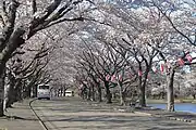 チェリーロードの桜並木