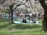 観桜会