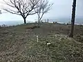 一本桜展望所