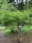 たちばなふれあいの森(千年)