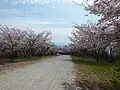 下宮の桜ロード