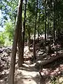 表米神社登山道