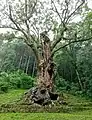 御神木の武雄の大楠