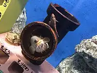 未詳