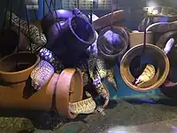 ウツボ
