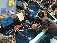 タカアシガニ