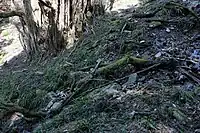 根元の周囲。手前に小さな流れがある。カツラは水分を好み、生育地はこのような直射日光の当たらない沢沿いや渓畔が多い。