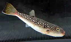 ショウサイフグ
