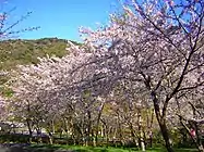 滝頭公園の桜並木(2004年4月5日撮影)