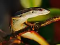 ムスジカナヘビTa. sexlineatus