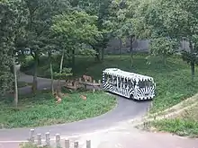 シマウマ柄のライオンバス