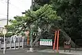昇龍・勝運の松