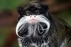 Tamarin portrait 2 edit3
