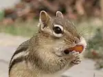 頬袋に食物を入れようとするトウブシマリス