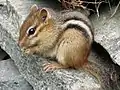 トウブシマリス Tamias striatus