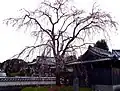 江戸彼岸しだれ桜