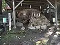 爺杉の根