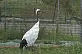 飼育されているタンチョウ