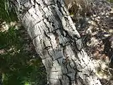 タピアの樹皮のクローズアップ