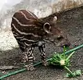 幼獣