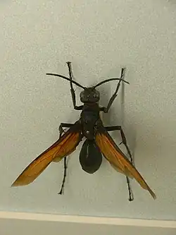 オオベッコウバチ