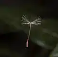 タンポポの種子