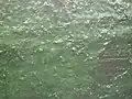 湯船に貼り付いた藻類の一種。