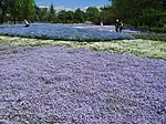 「東武トレジャーガーデン」の青系芝桜