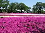 芝桜のガーデン