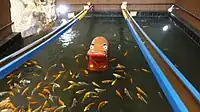 飼育されている魚たち