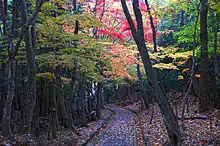 紅葉谷（龍野公園）（2008年11月）
