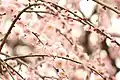花庭園の梅（2018年2月下旬）