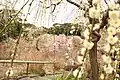 花庭園の梅（2018年2月下旬）