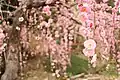 花庭園の梅（2018年2月下旬）