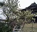 利休梅