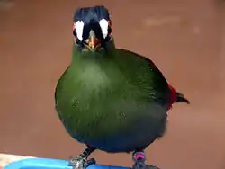 オウカンエボシドリ
