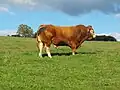 リムーザン種のウシ