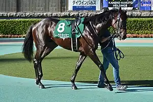 競走馬トーラスジェミニ