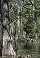 湿地に生えるラクウショウ（ヌマスギ）