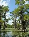 Caddo Lake（テキサス州）