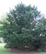 T. chinensis チュウゴクイチイ