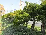 イチイの木（生け垣）