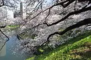 田安門の桜（2012年4月9日撮影）
